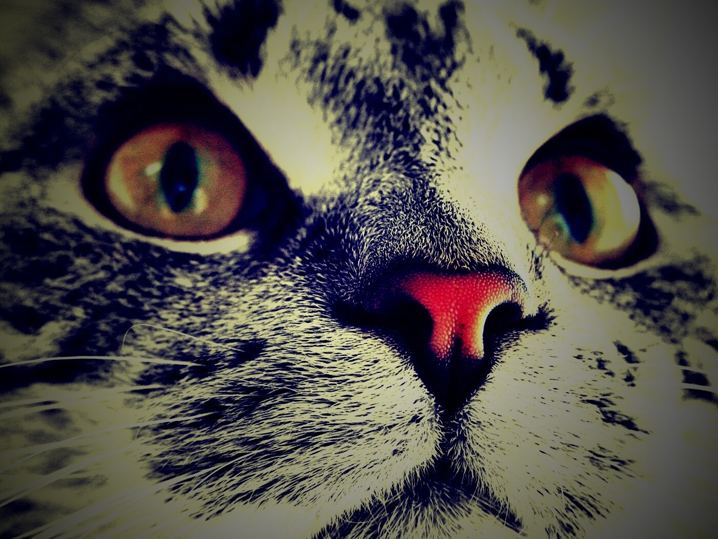 Кошачья мордочка обои