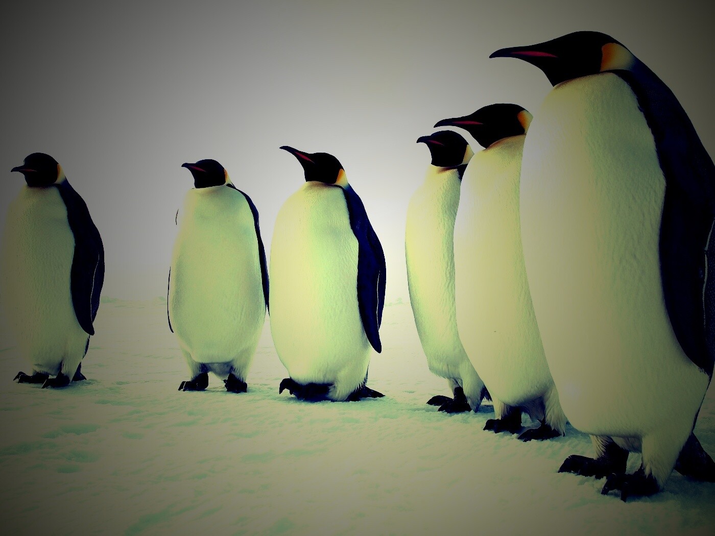 Слет пингвинов обои