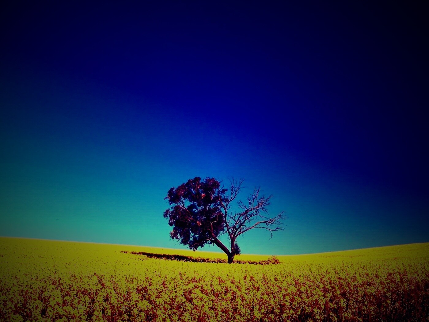 Дерево в поле обои
