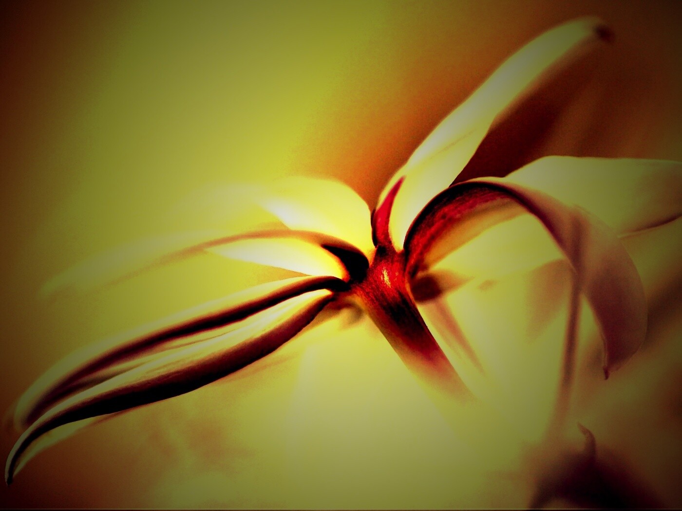 Цветок обои