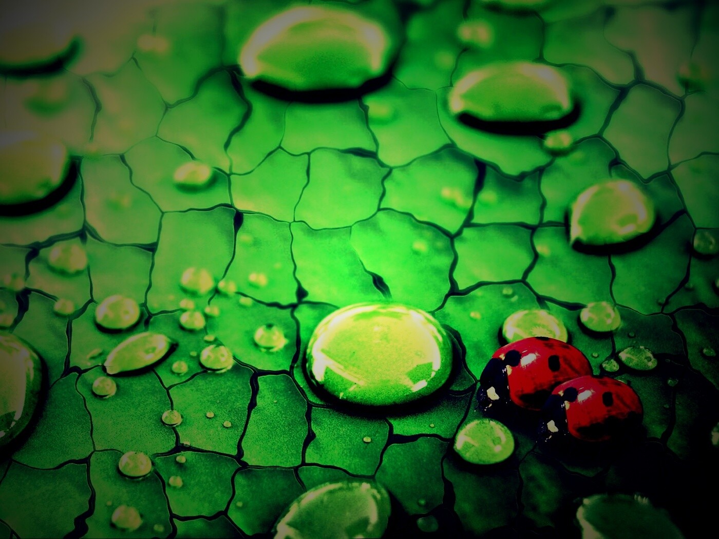 Божьи коровки обои