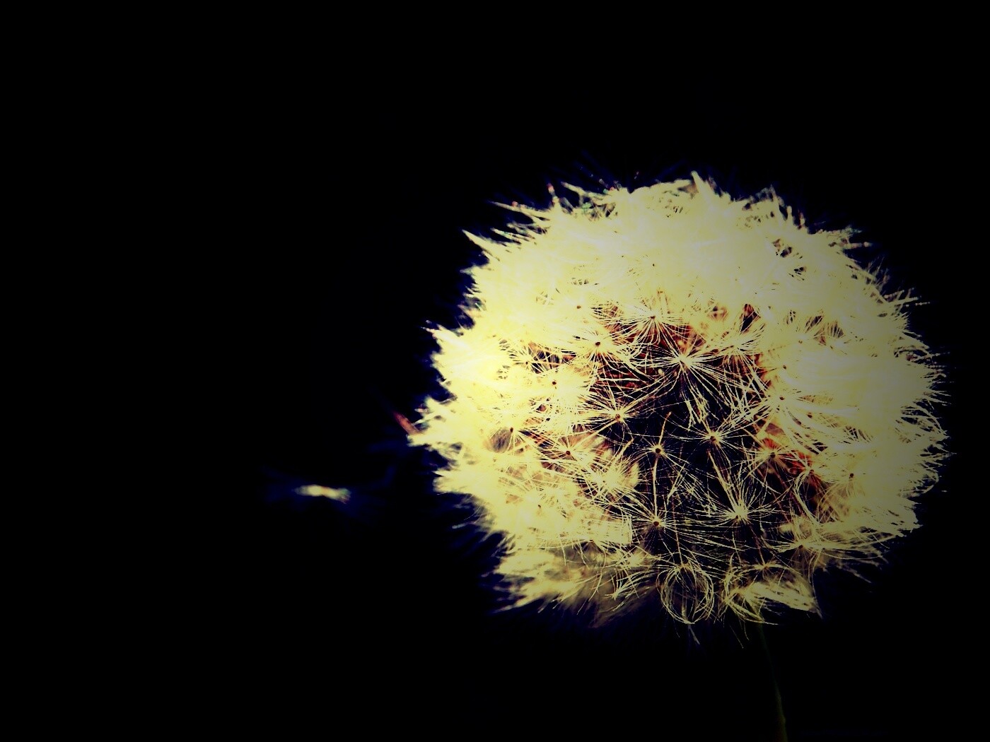 Одуванчик обои