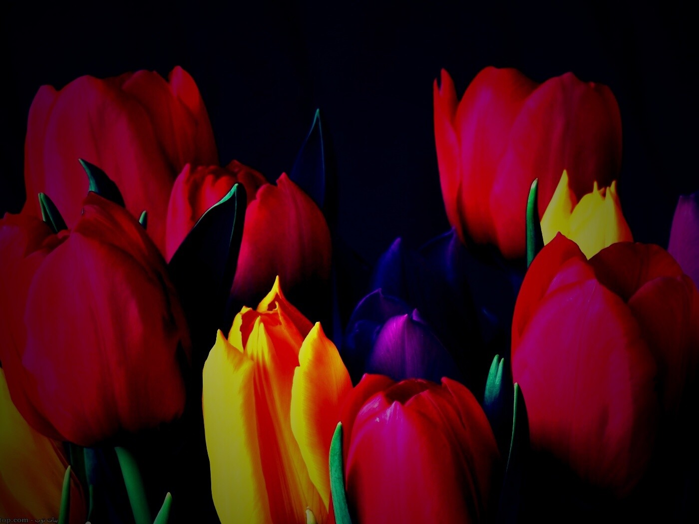 Тюльпаны обои