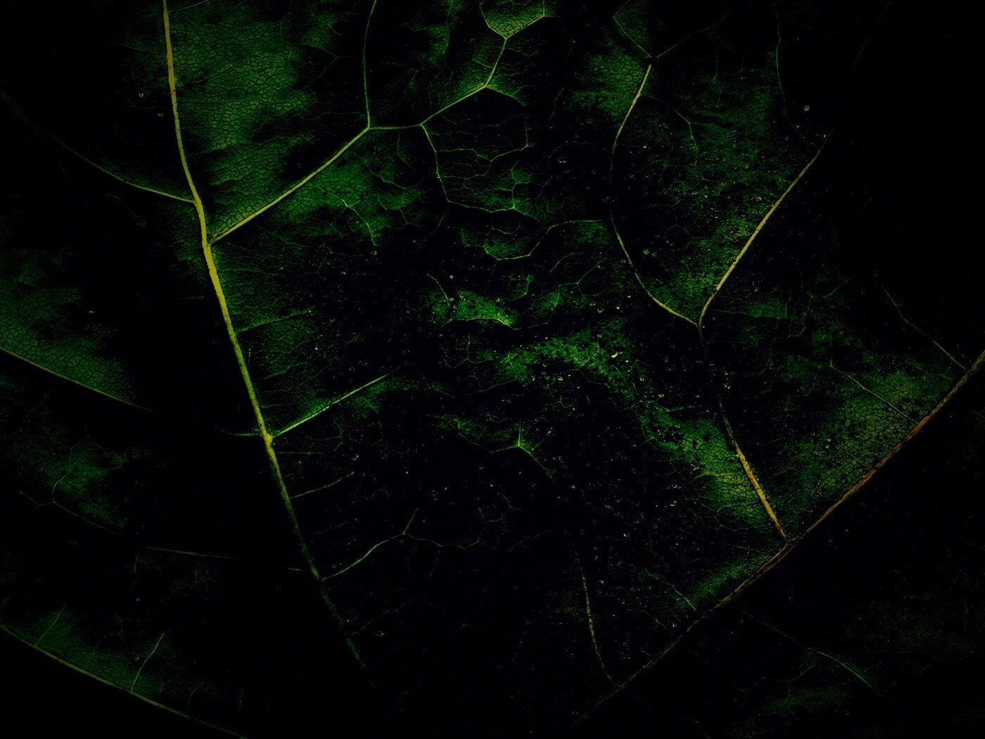 Макро зеленый лист обои