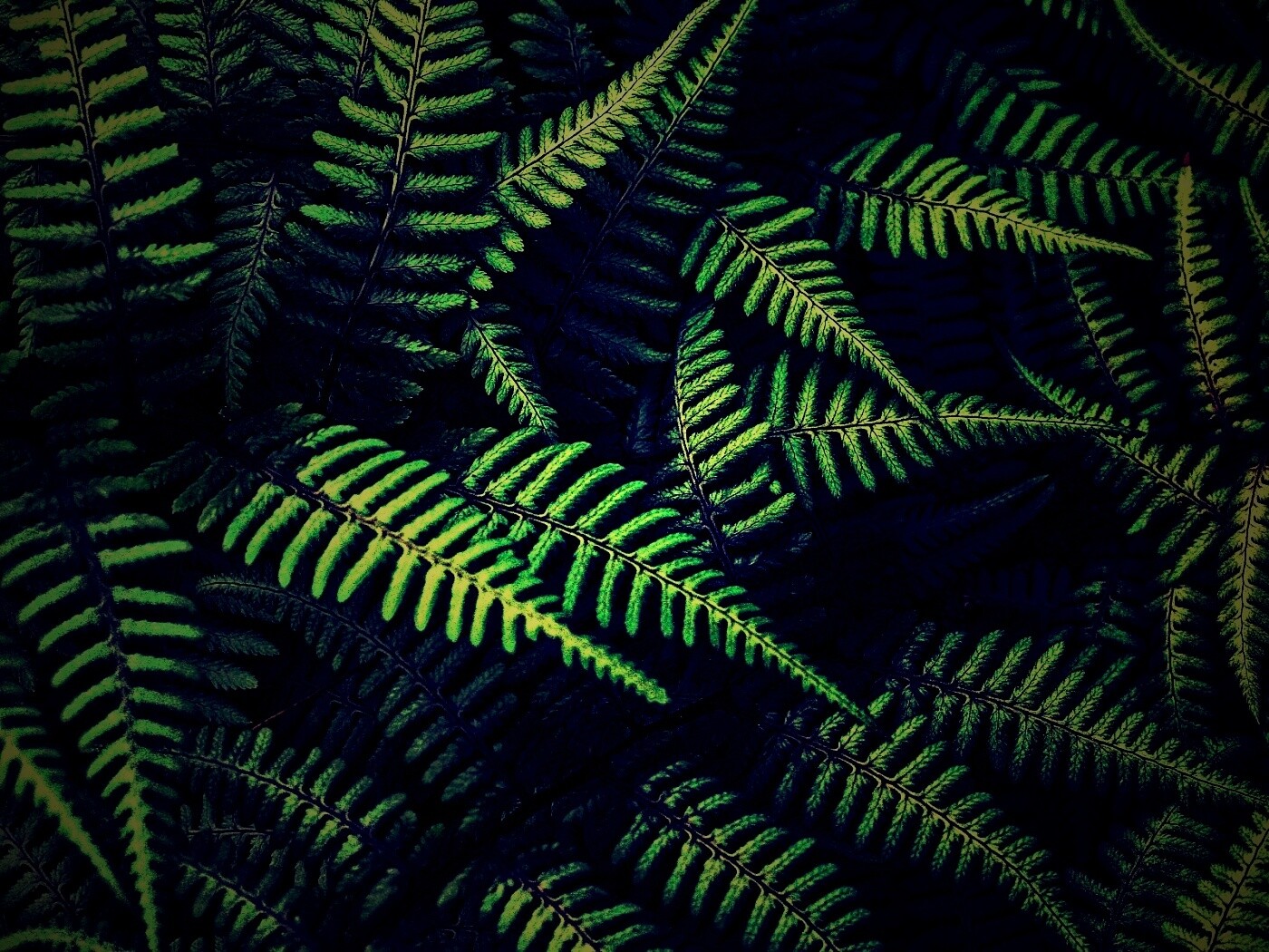 Папоротник обои