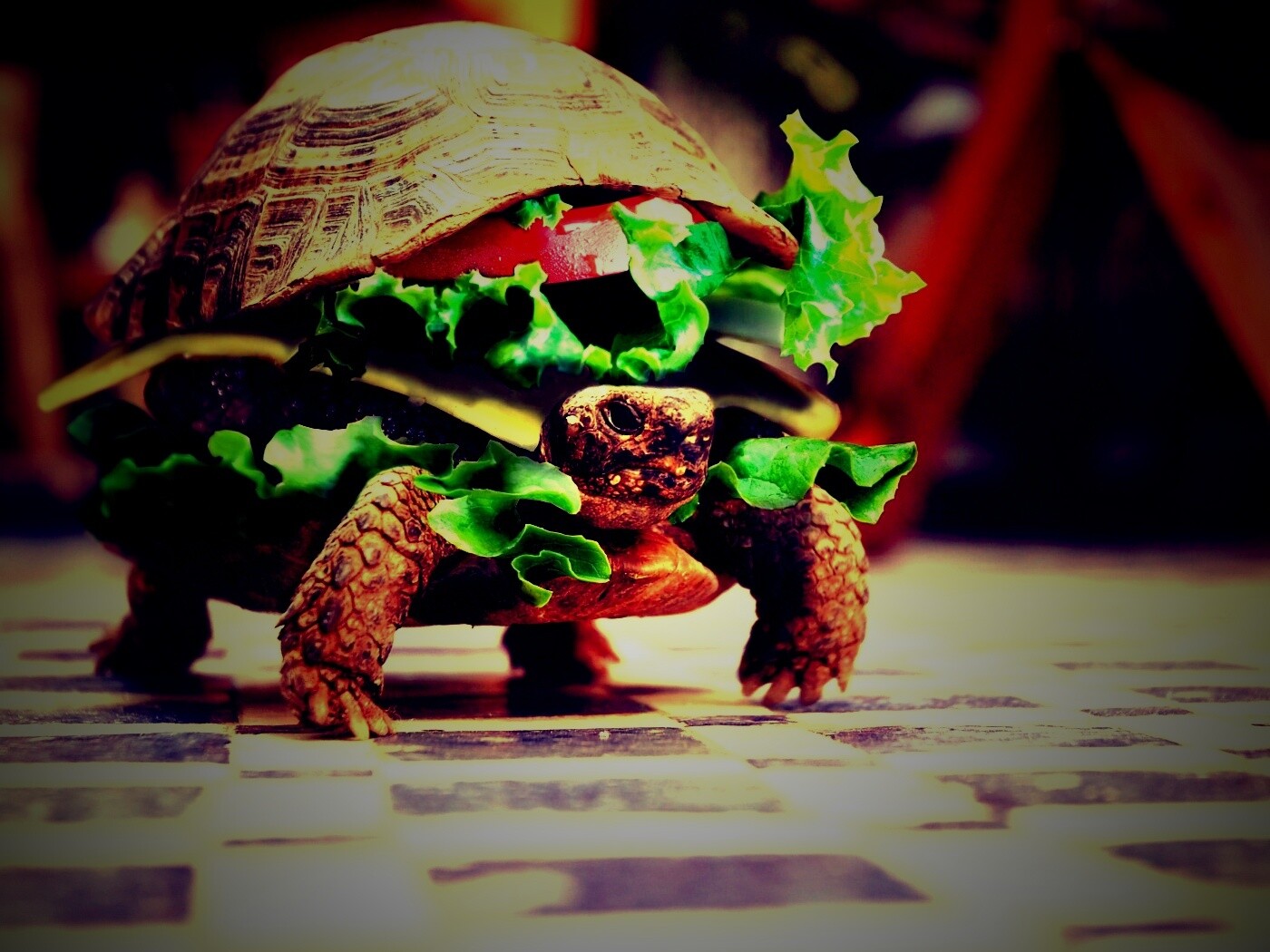 Черепахбургер обои