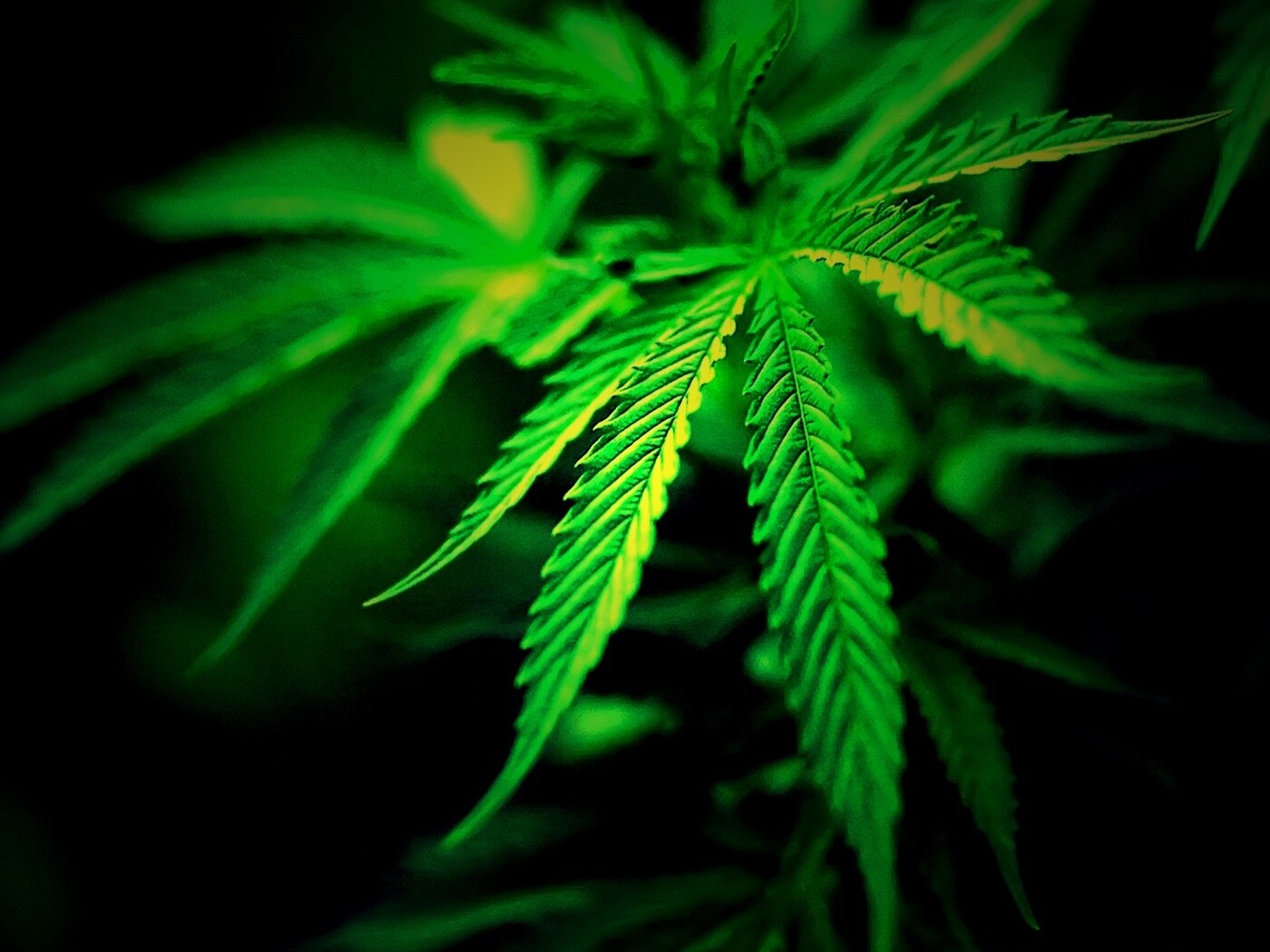 Марихуана обои