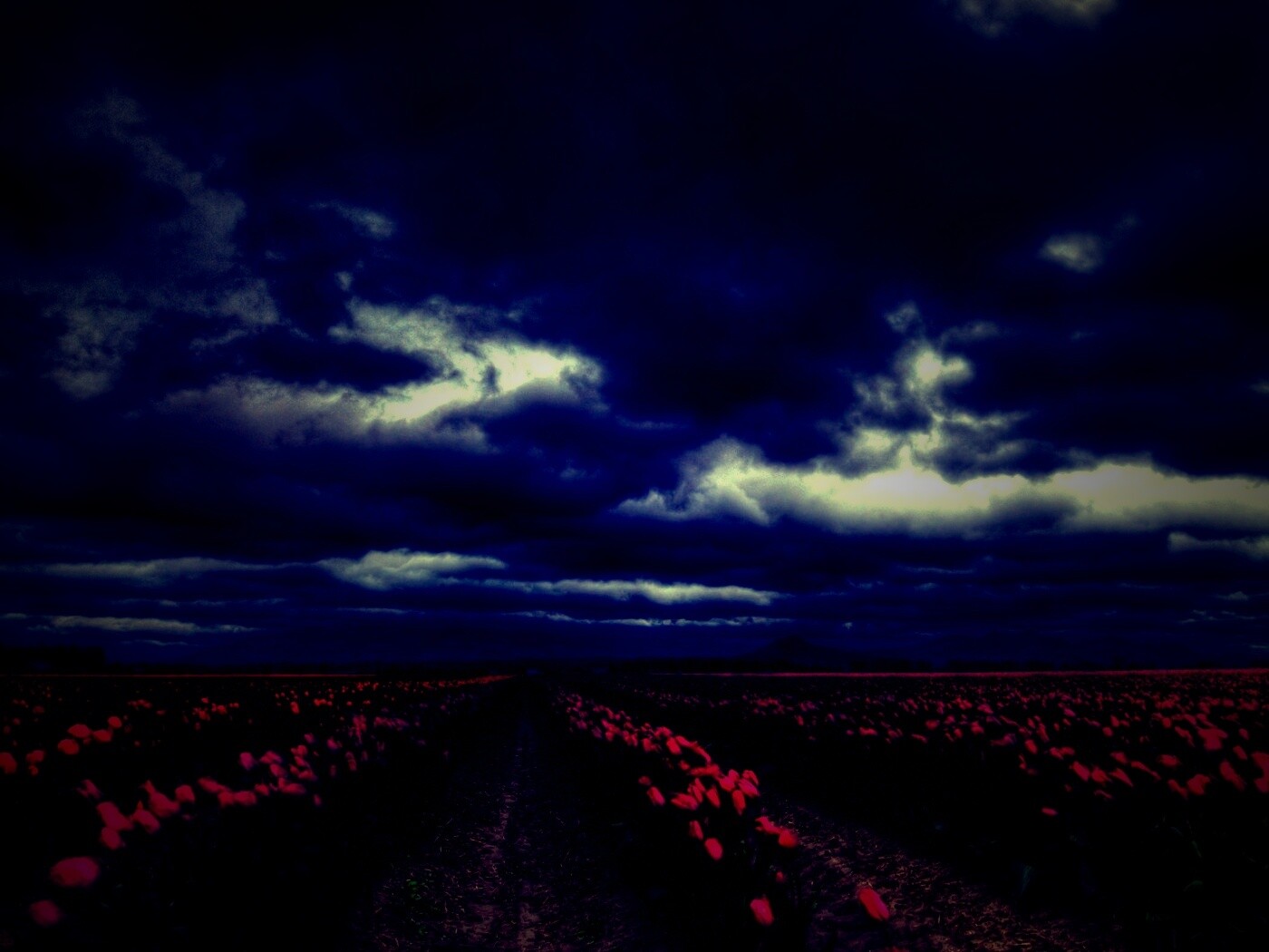 Цветочное поле под грозовым небом обои