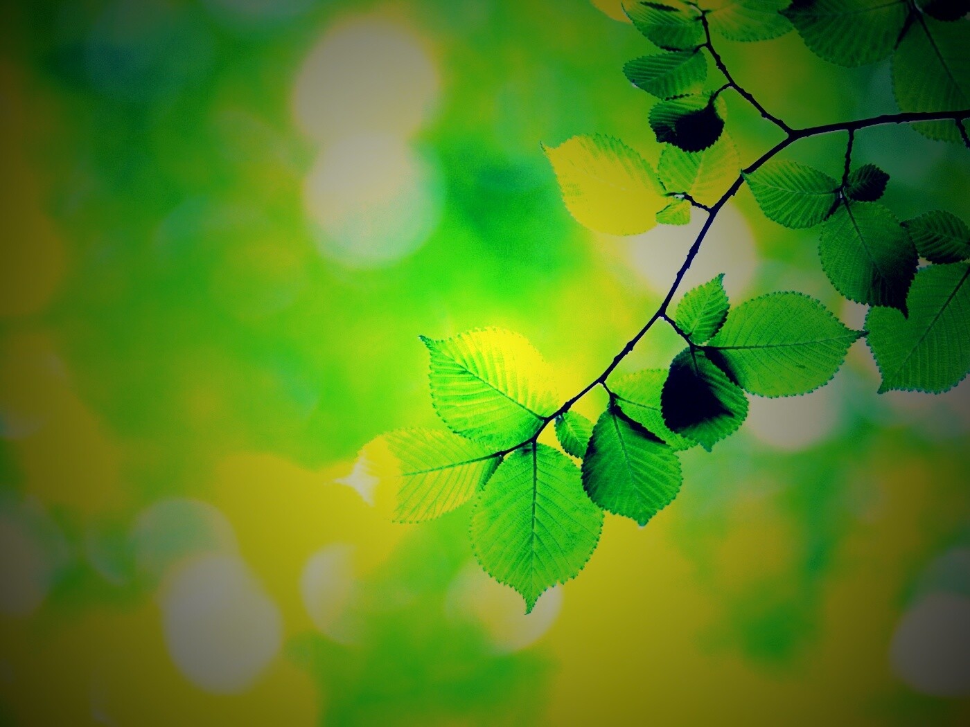 Зеленая ветка с листьями обои