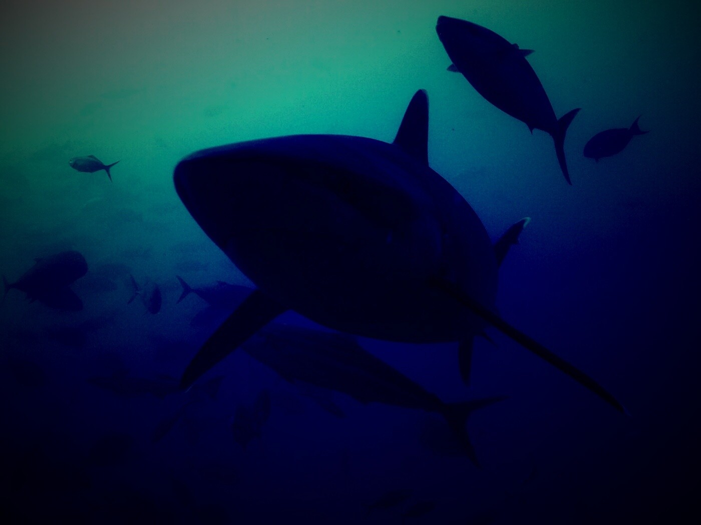 Акула обои