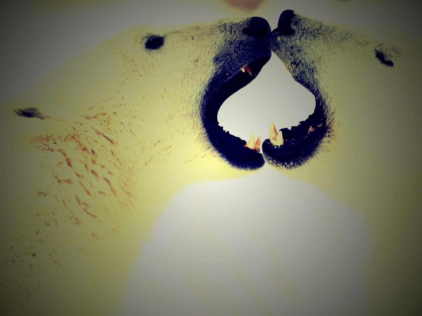 Полярные медведи обои