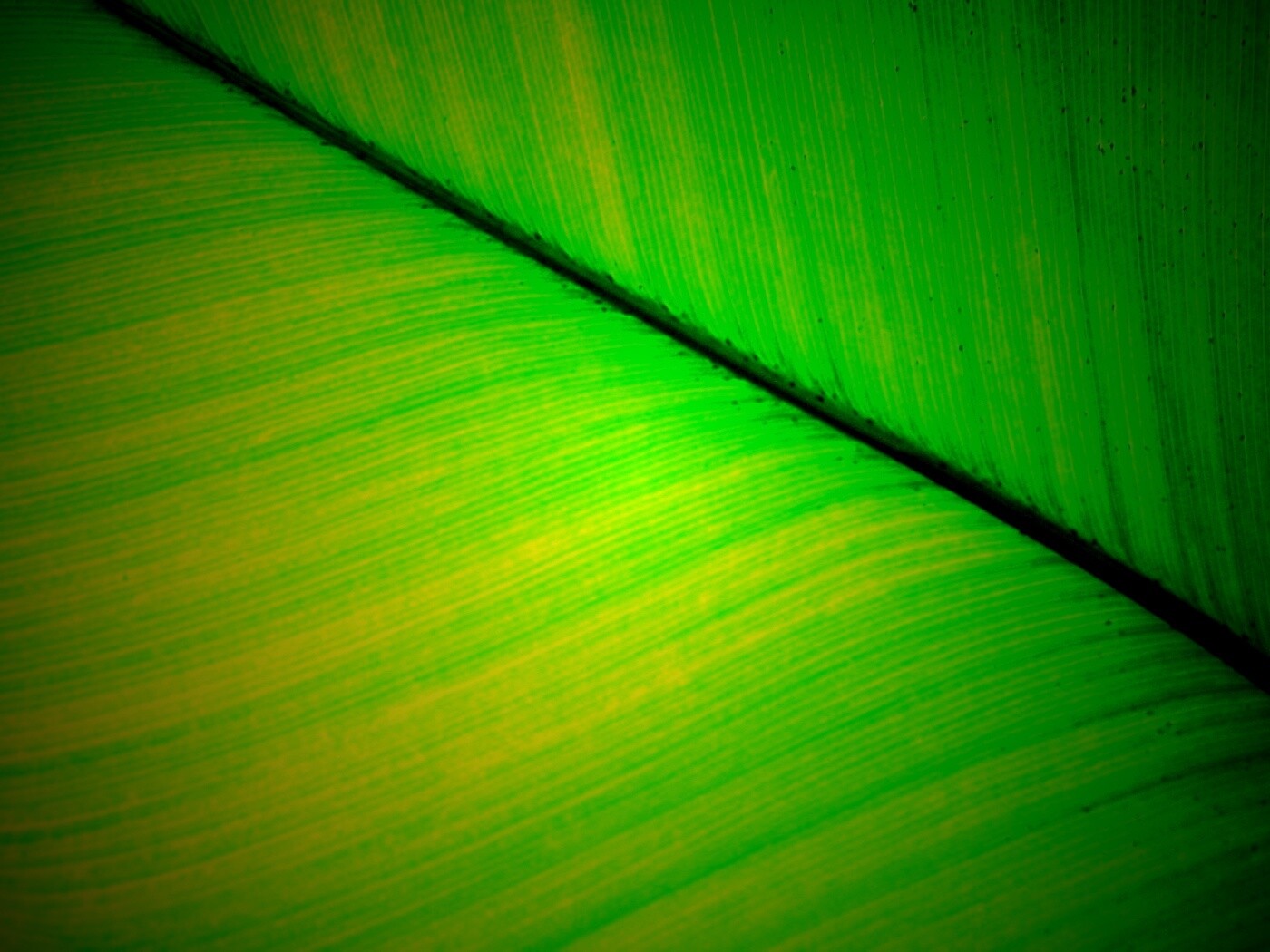 Зеленый лист обои