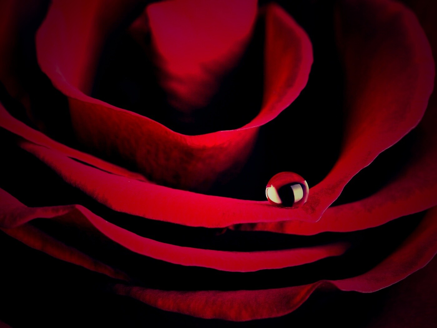 Капля воды на лепестке розы обои