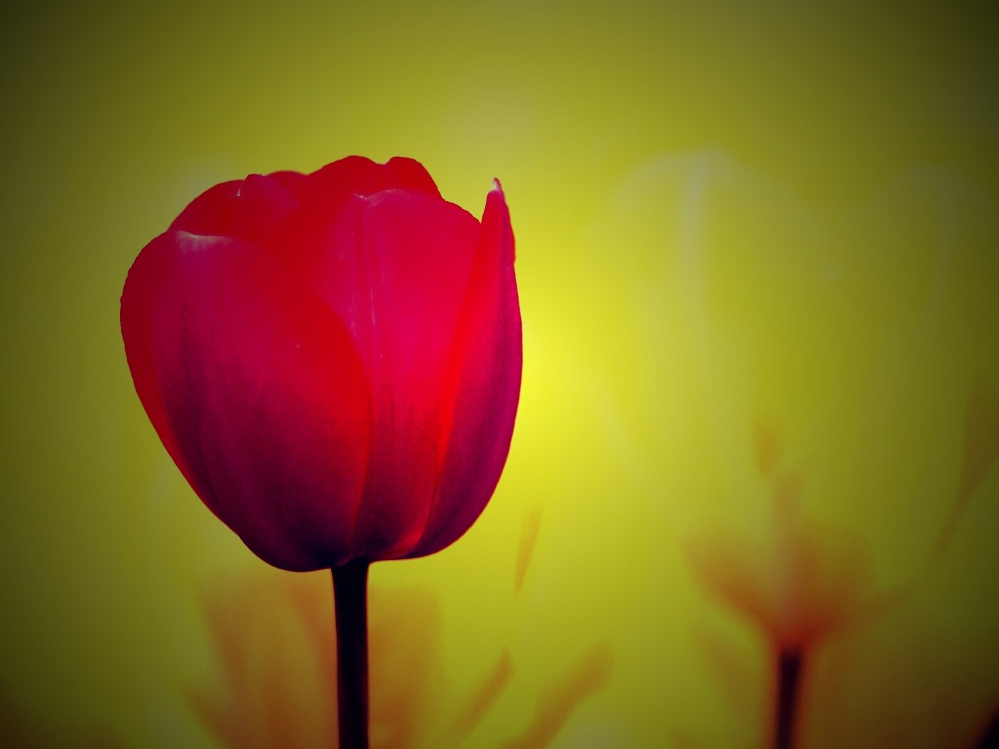 Красный тюльпан обои