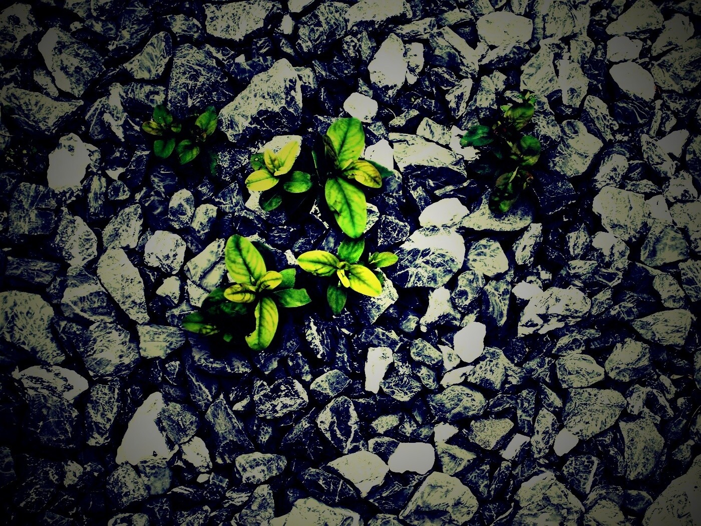 Цветы среди камней обои