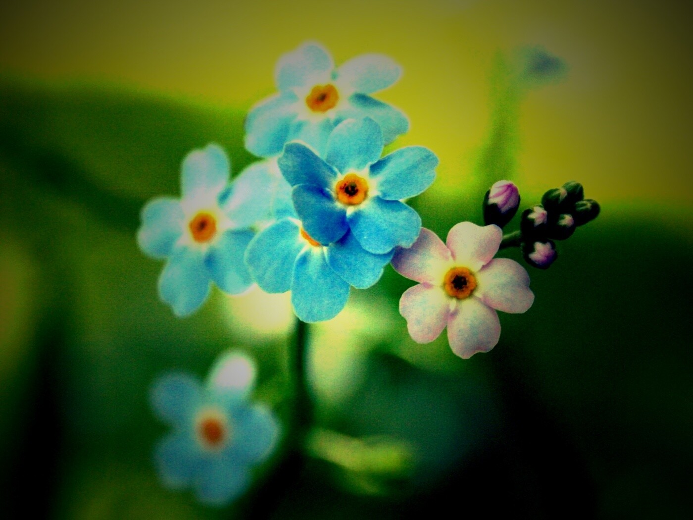 Обои цветов обои