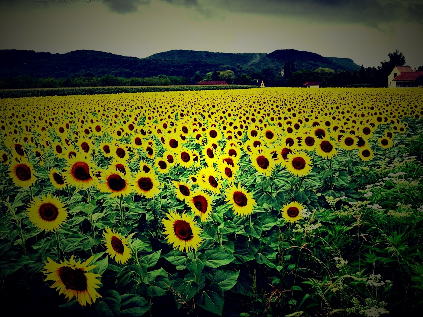 Живописное поле подсолнухов обои