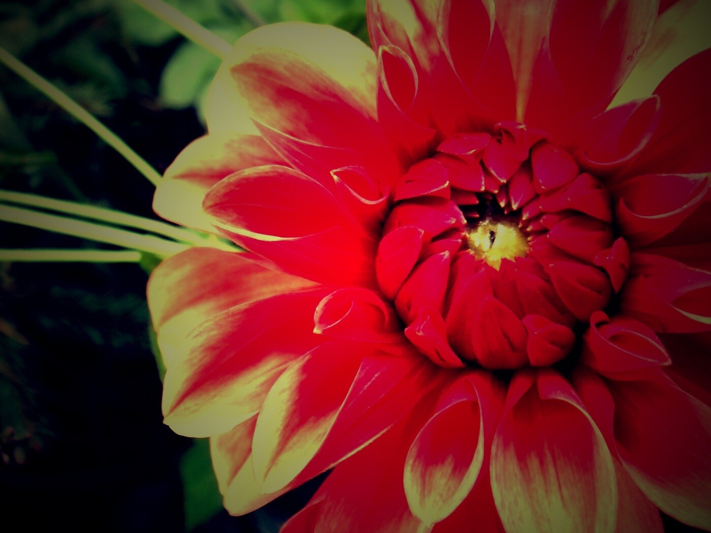 Аленький цветочек обои