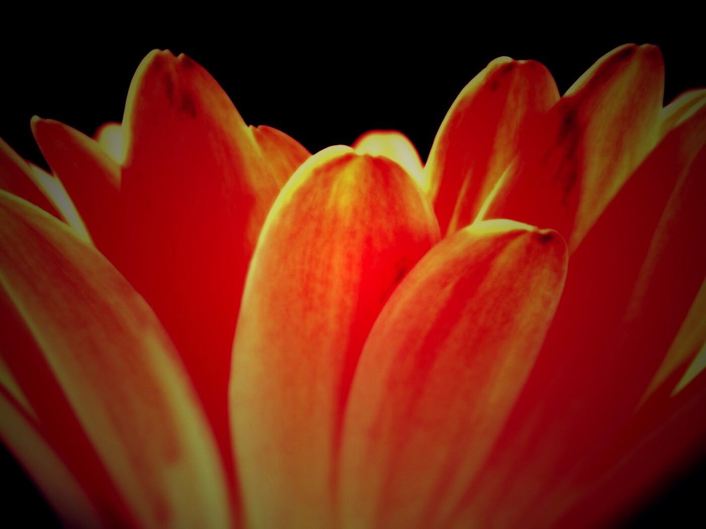 Цветочные лепестки обои