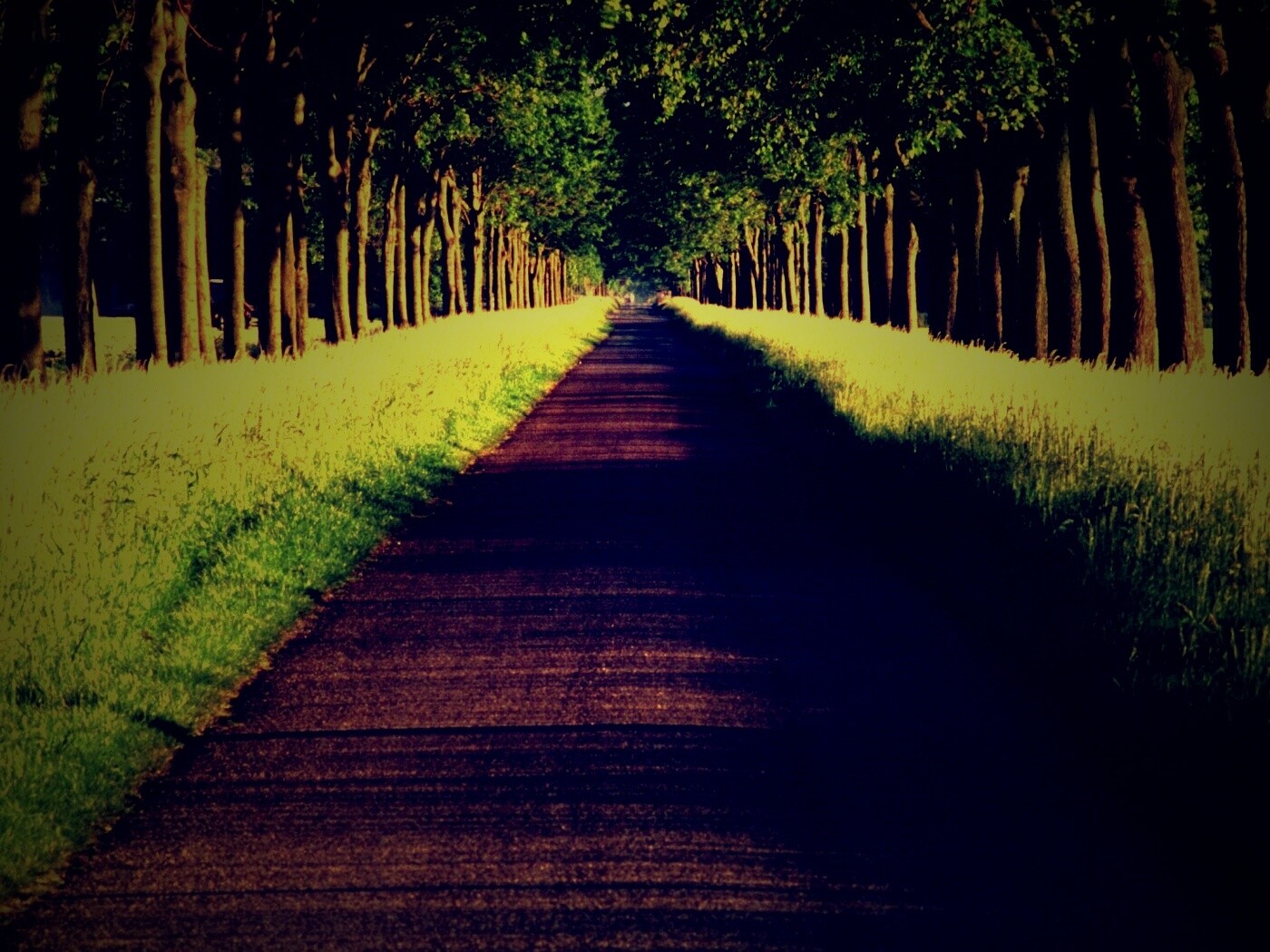 Живописная аллея обои