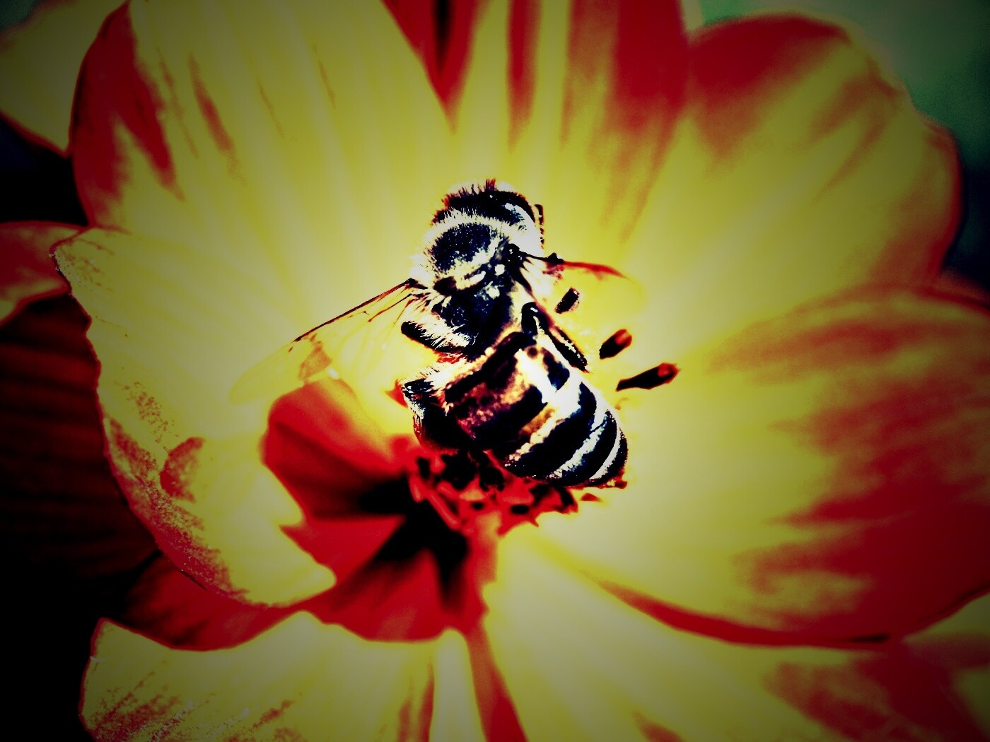 Пчела на цветке обои