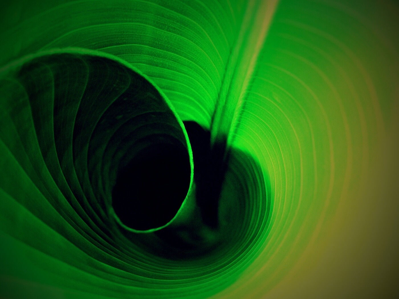 Зеленый лист трубочкой обои