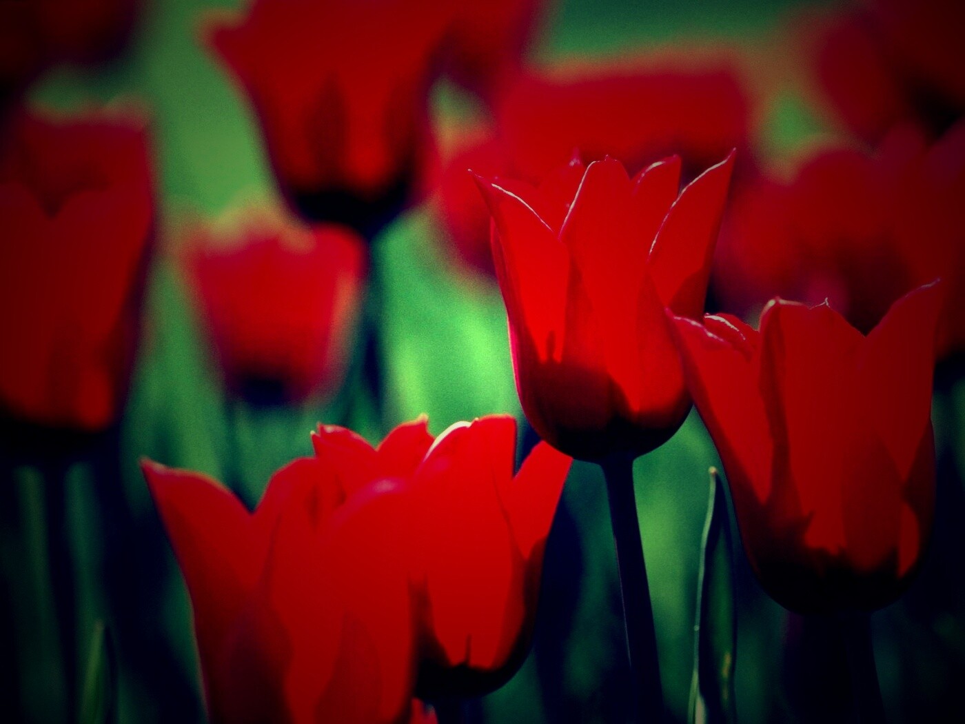 Красные цветы обои