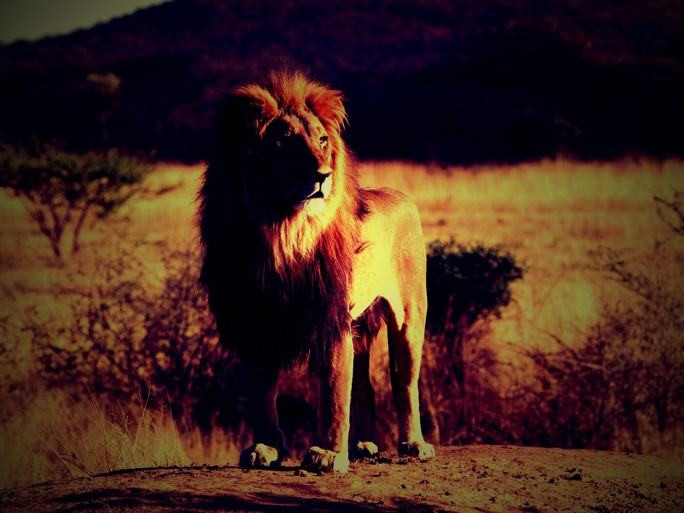 Царь зверей обои
