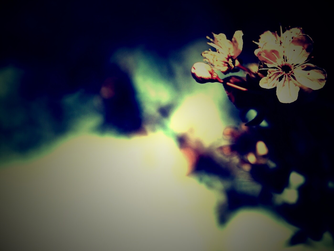 Цветок вишни обои
