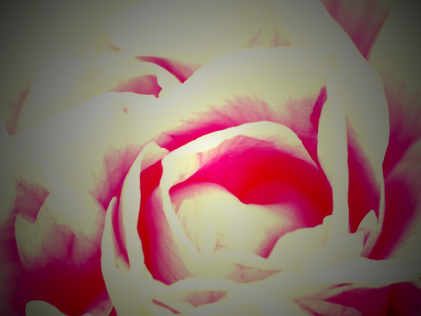 Розовый цветок обои