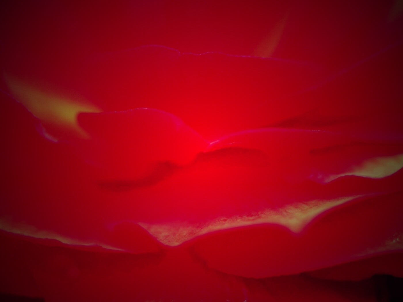 Лепестки красного цветка обои