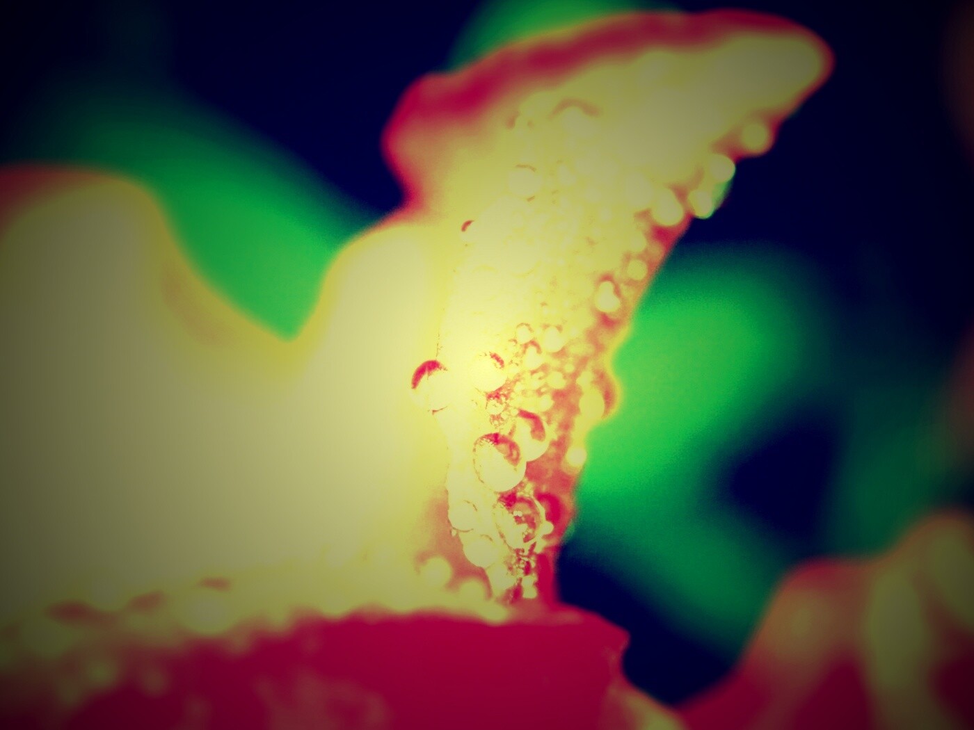 Капли росы на лепестке обои