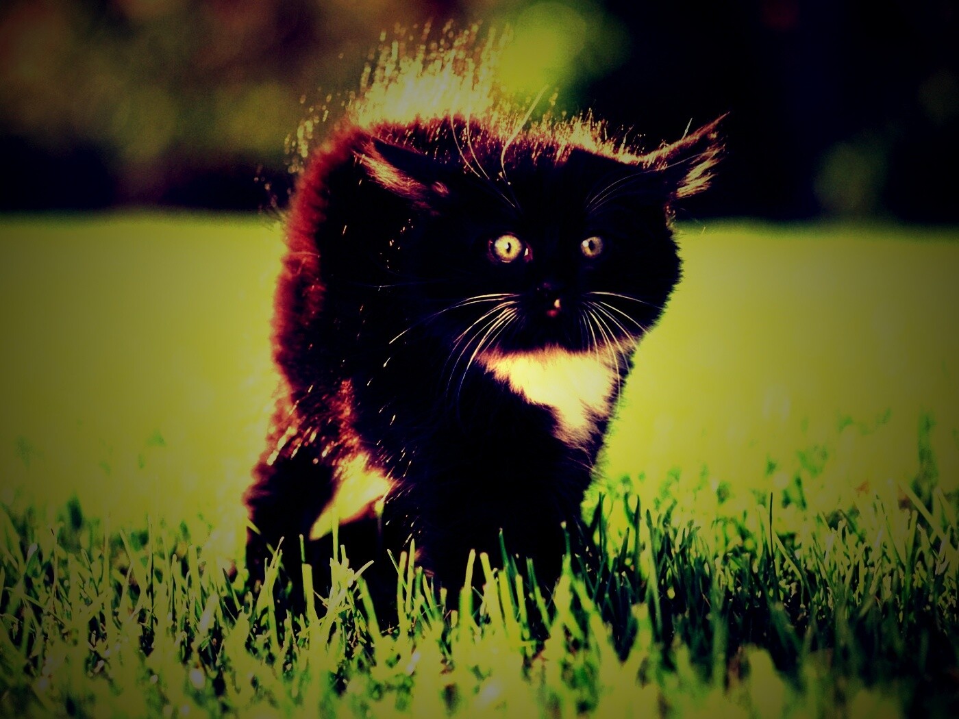 Кот воитель обои