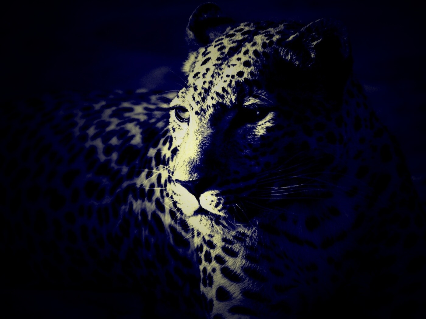 Леопард обои