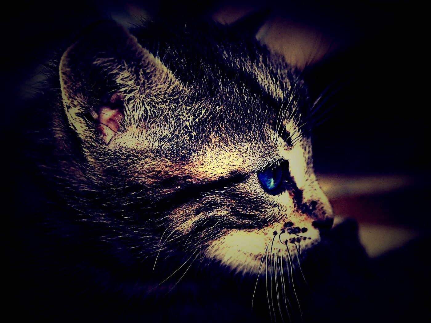 Котенок с голубыми глазами обои