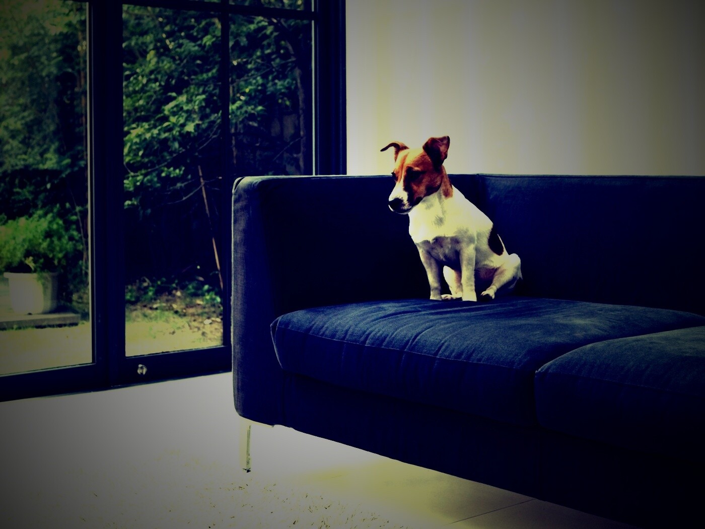 Пес на диване обои