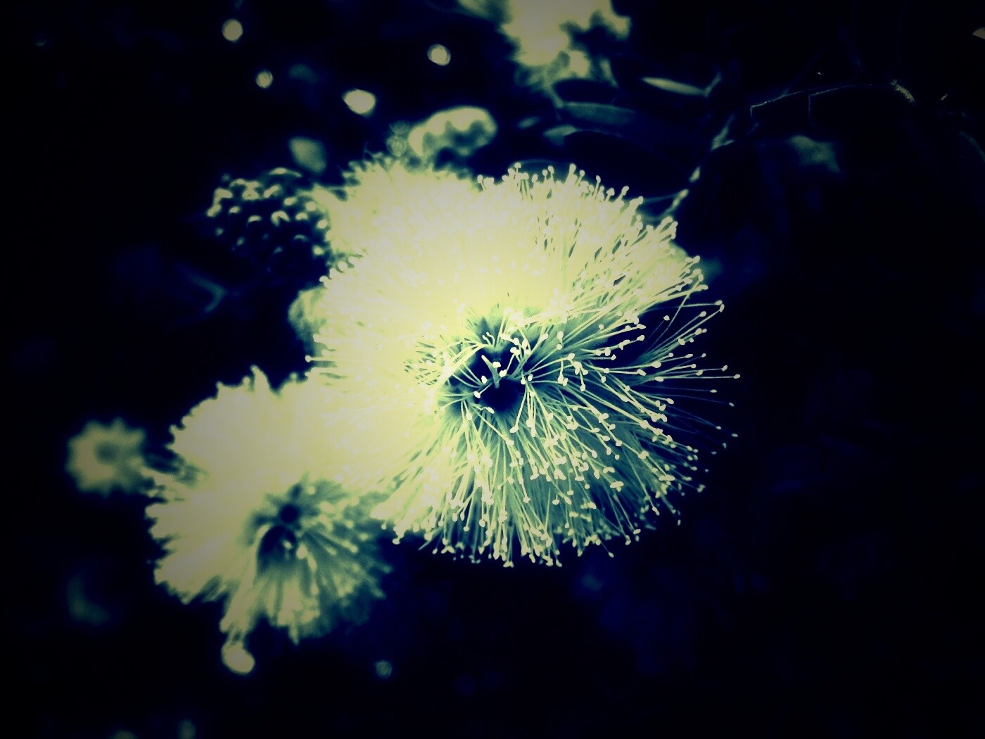 Сказочный цветок обои