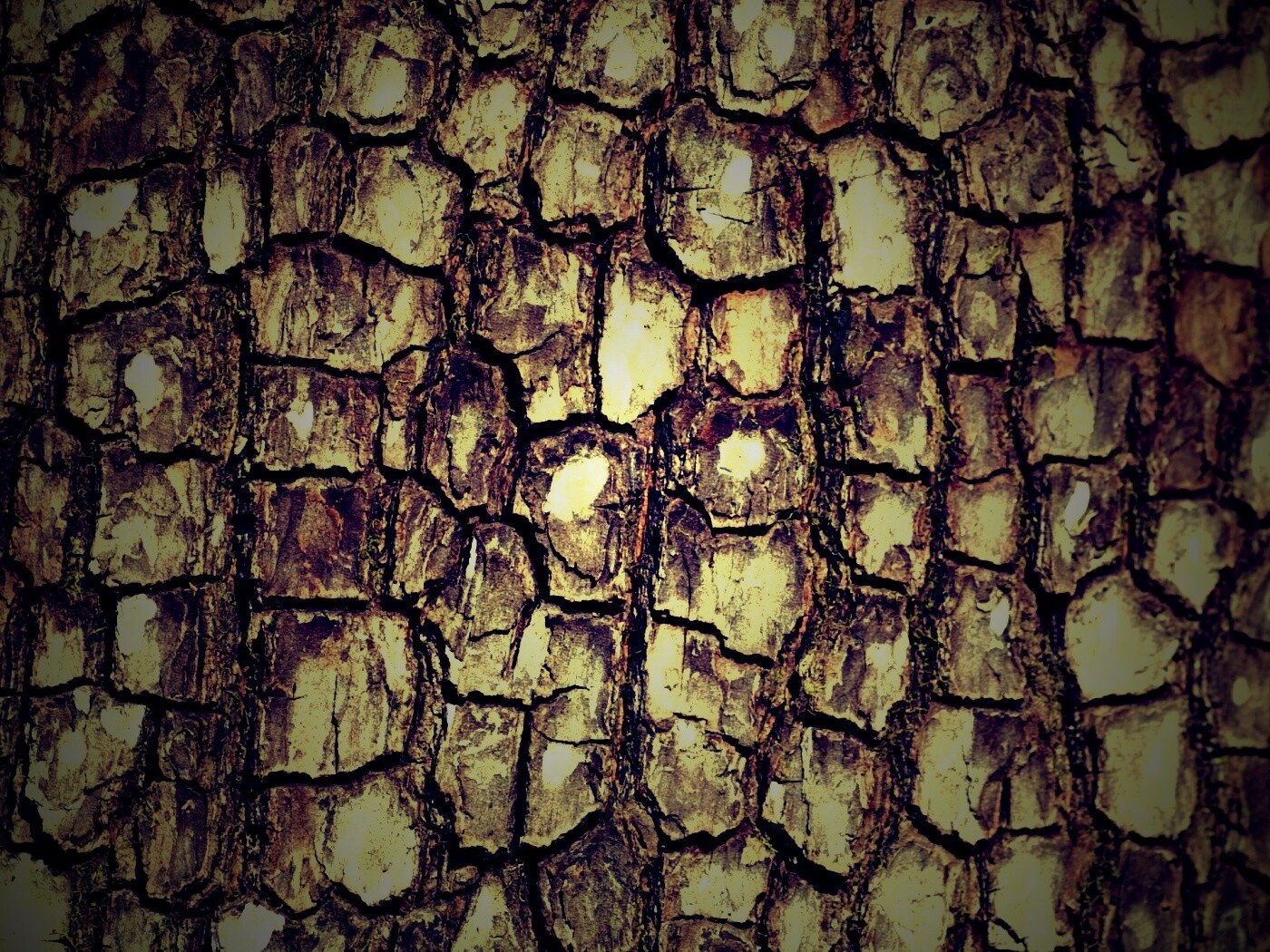Кора дерева обои