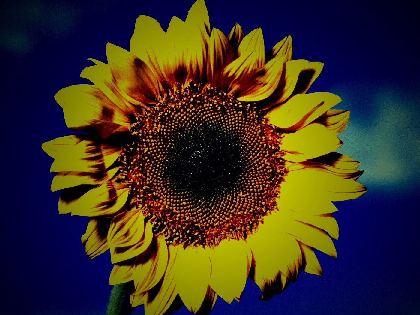 Солнечный цветок обои