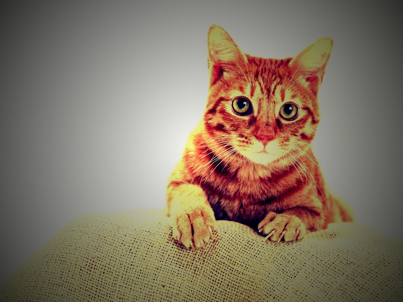 Котенок обои