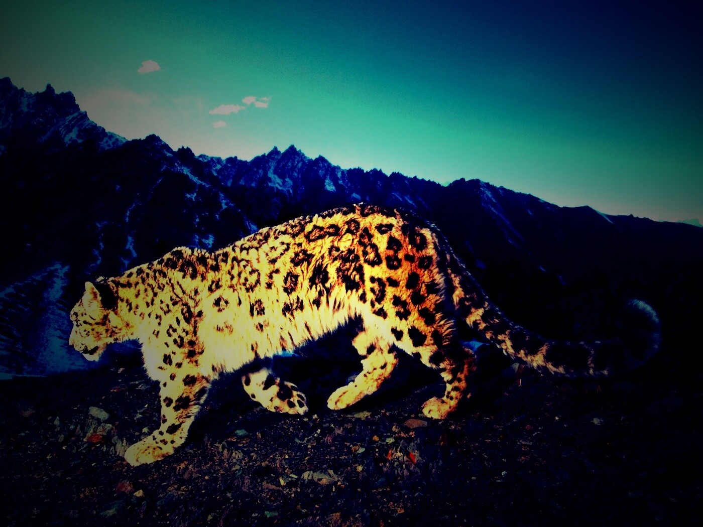 Леопард обои