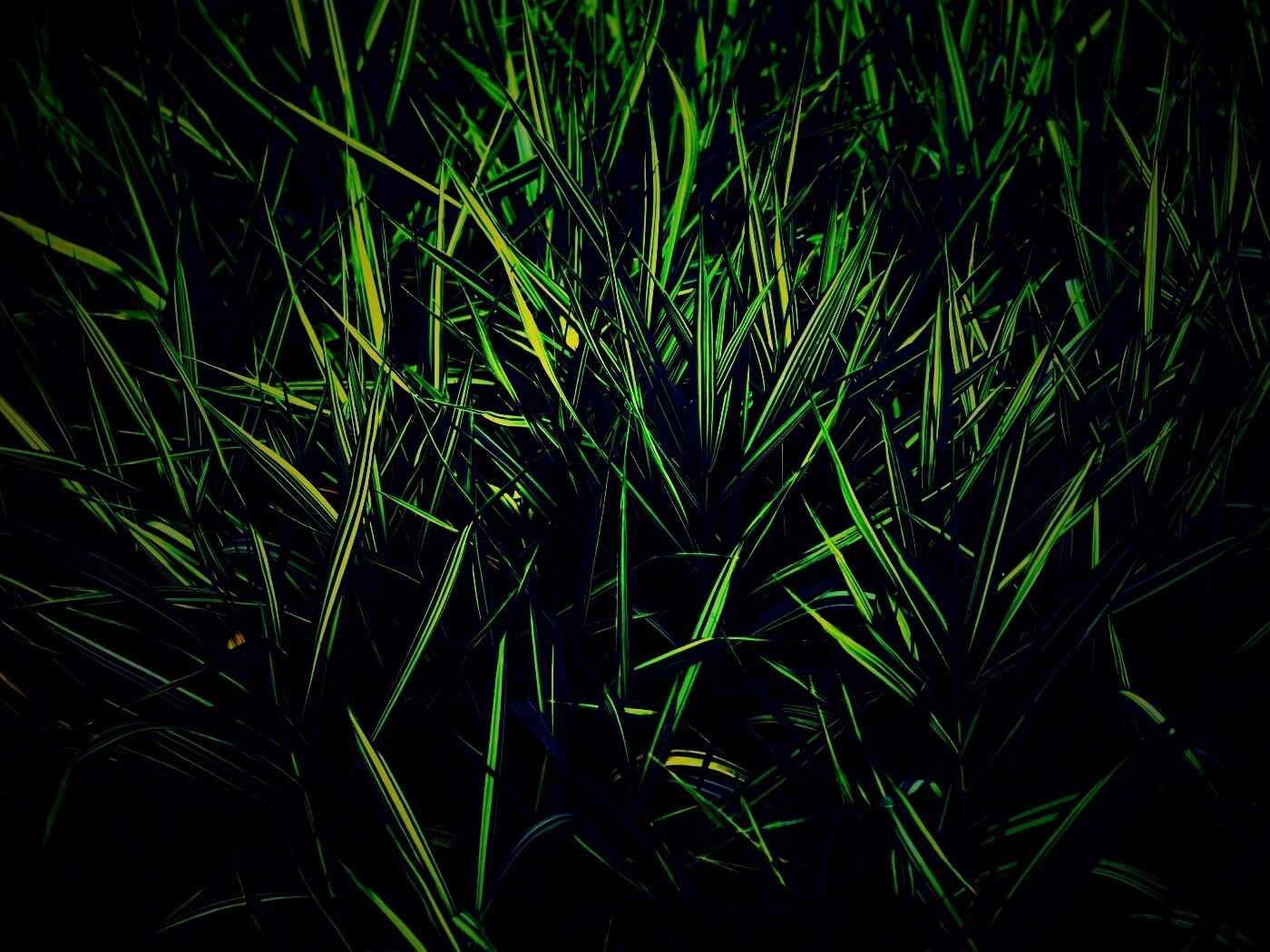 Дикая трава обои