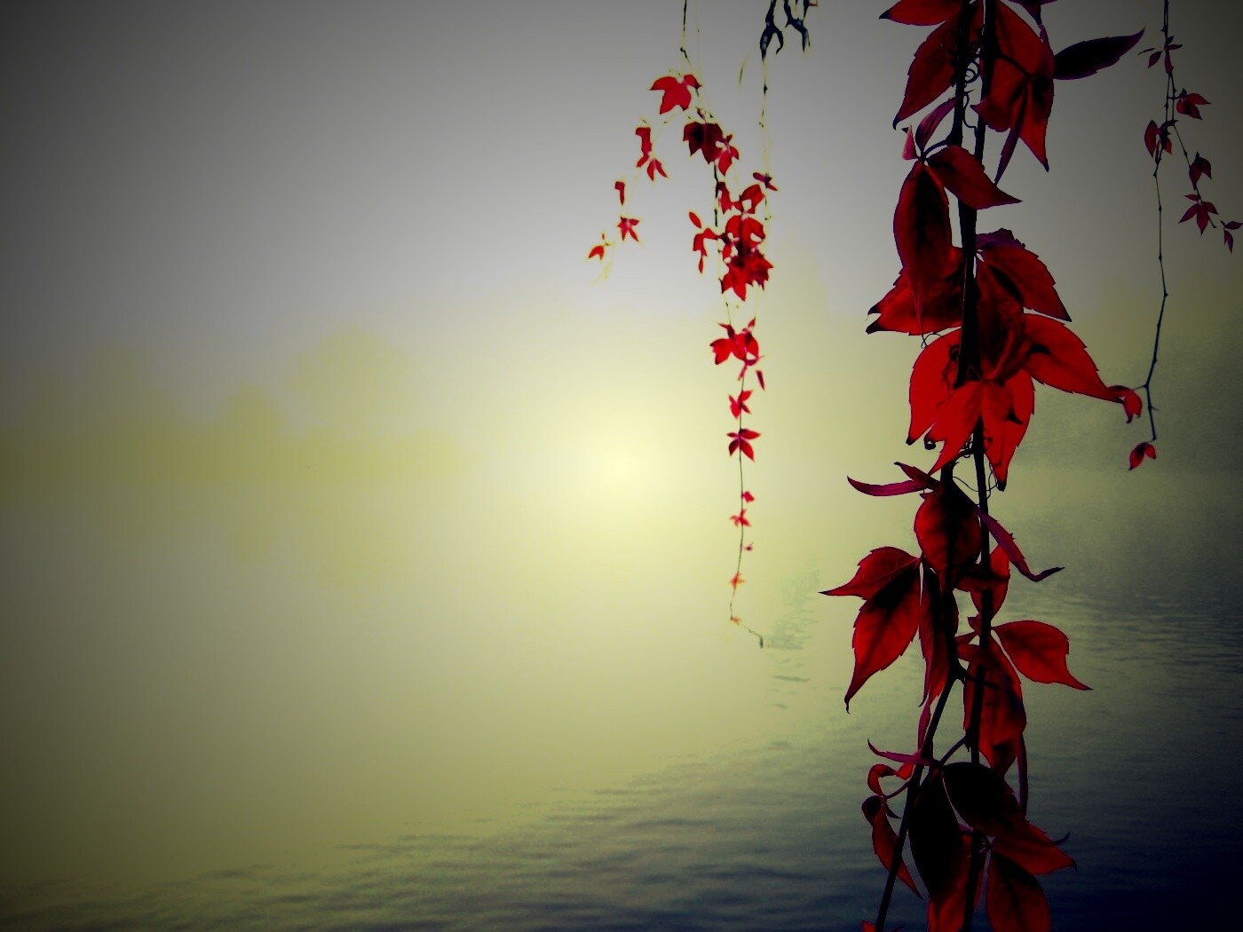 Ветви красного дерева обои