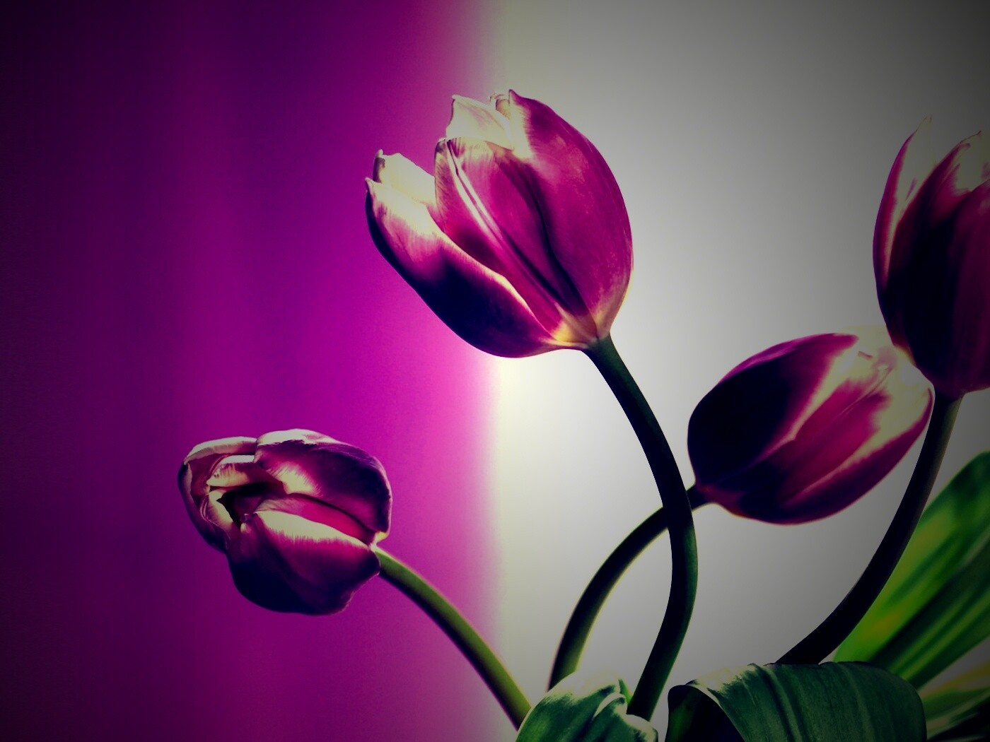 Сиреневые цветы обои