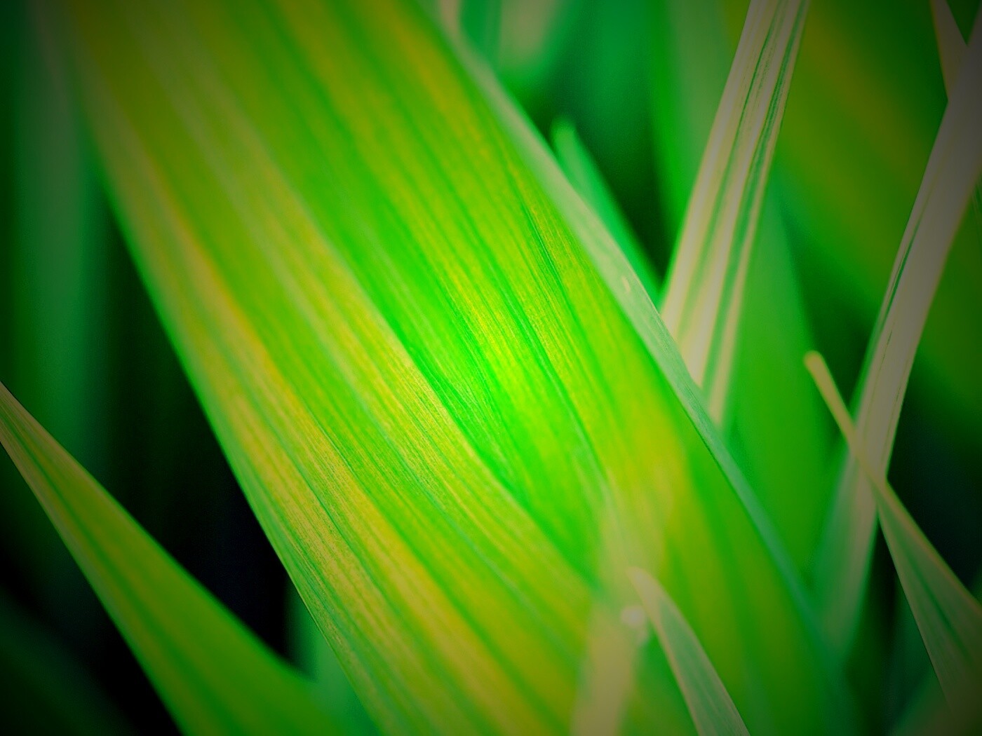 Идеальный кусочек зелени обои