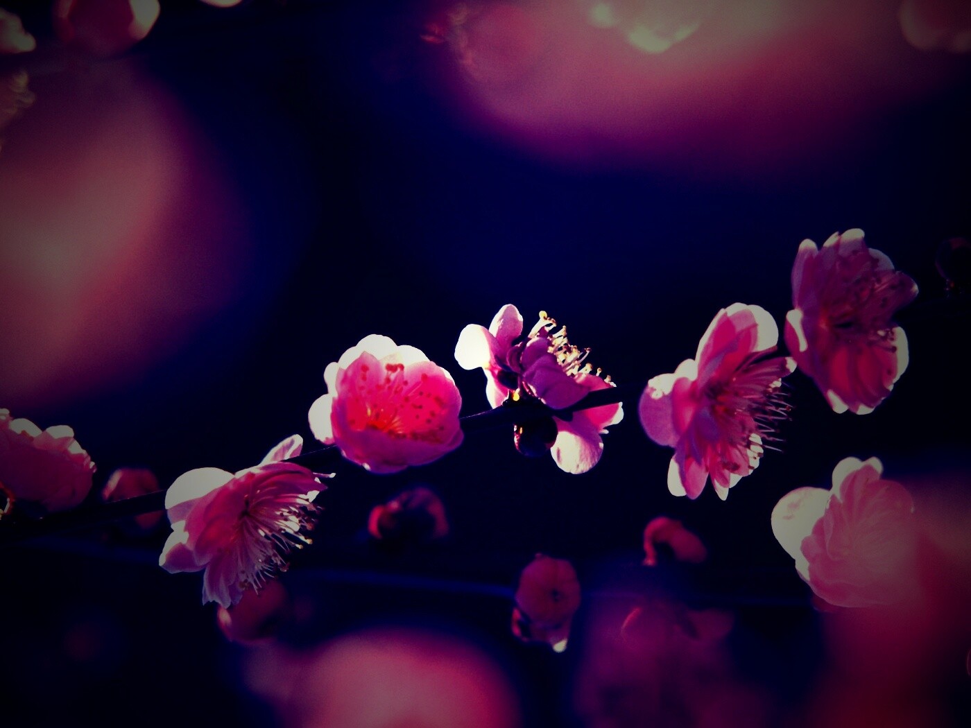 Цветущая вишня обои