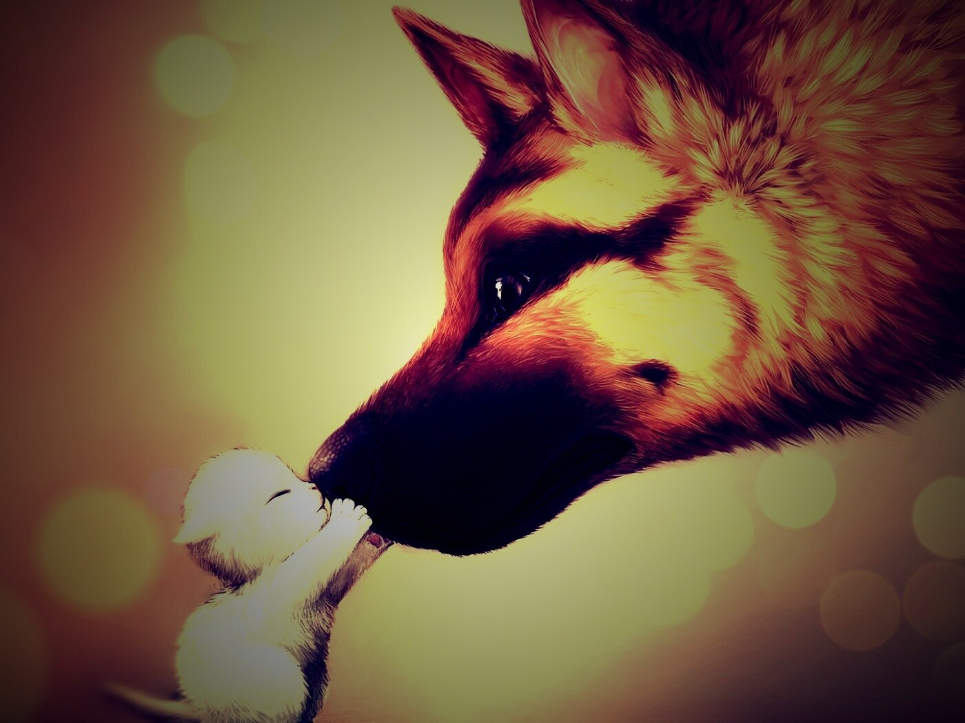 Овчарка и котенок обои