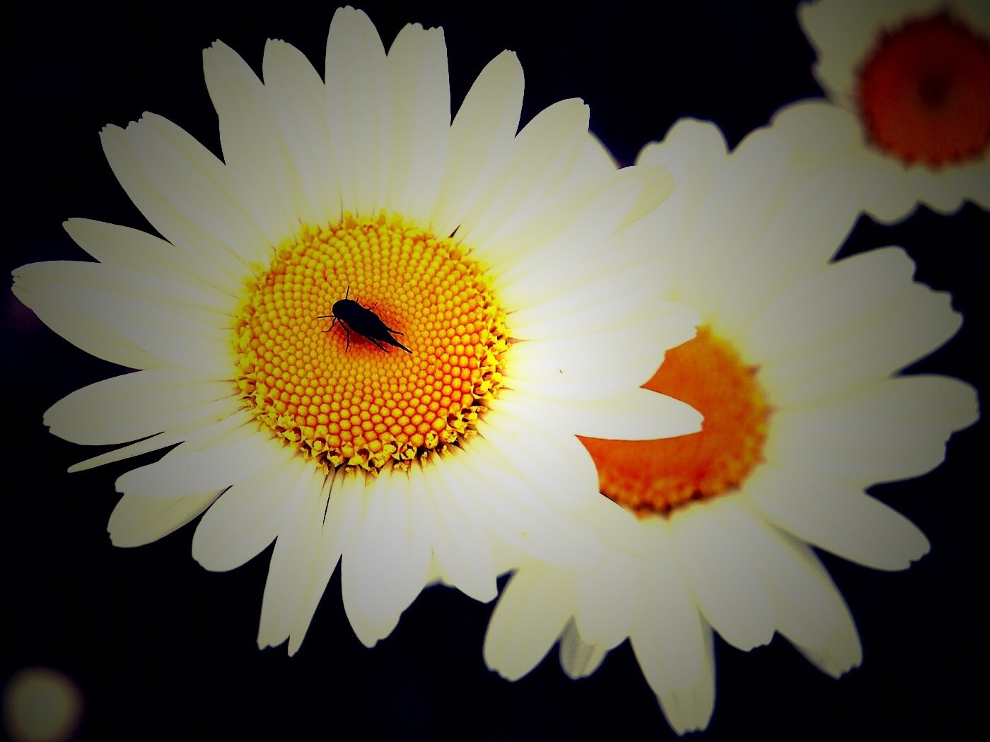 Ромашки обои