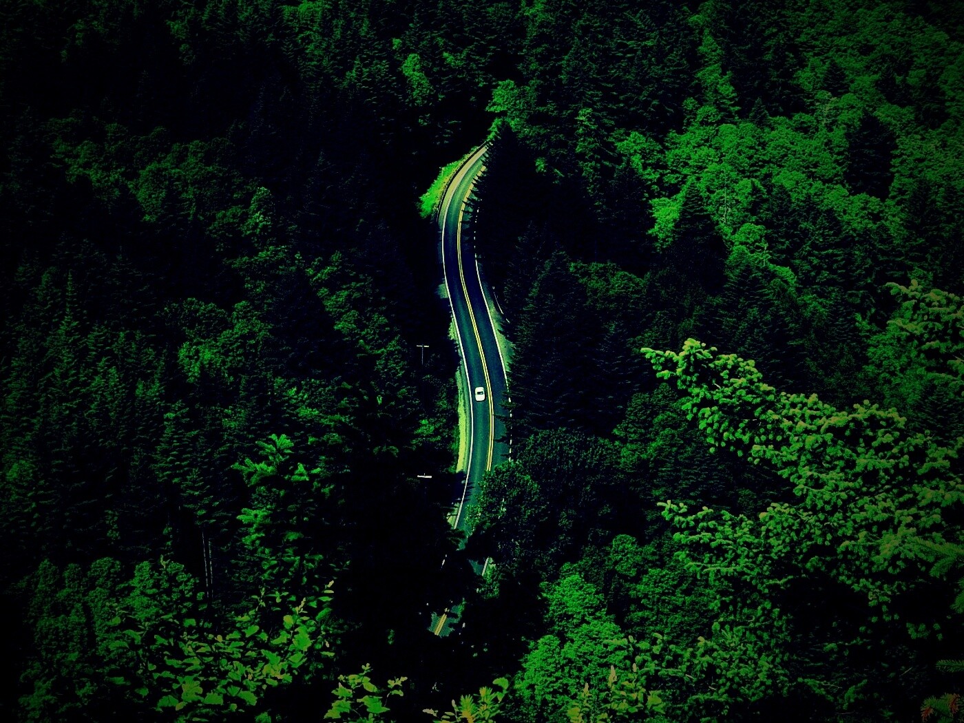 Лесная трасса обои