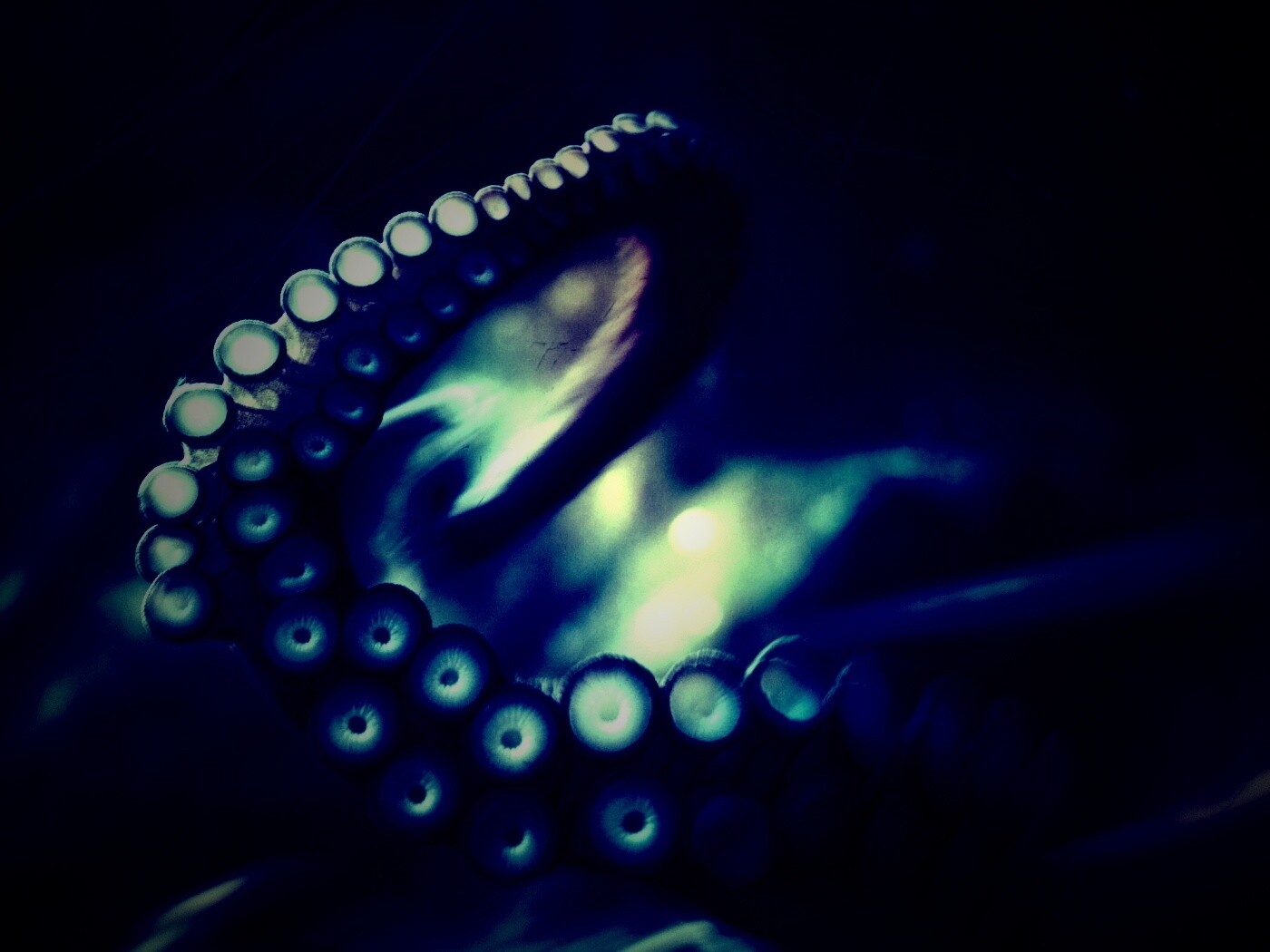 Щупальце обои